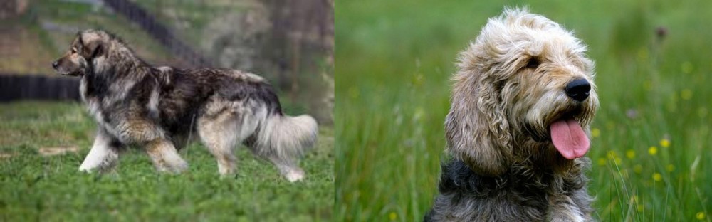Otterhound vs Carpatin - Breed Comparison