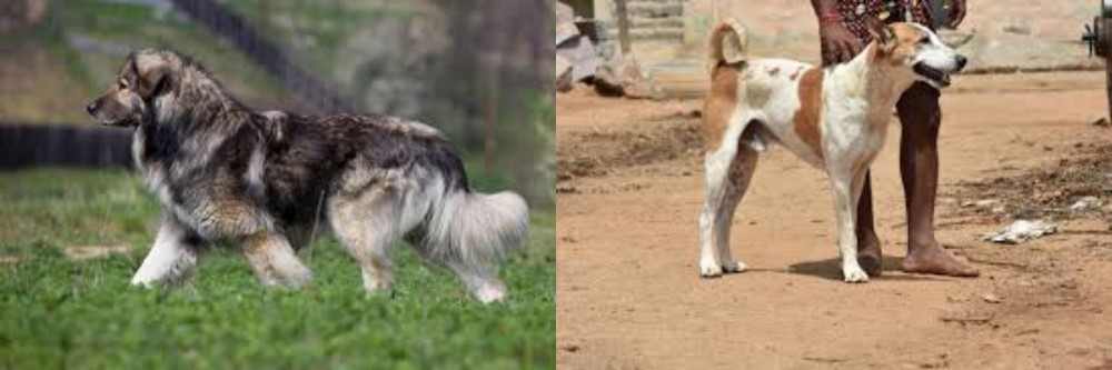 Pandikona vs Carpatin - Breed Comparison