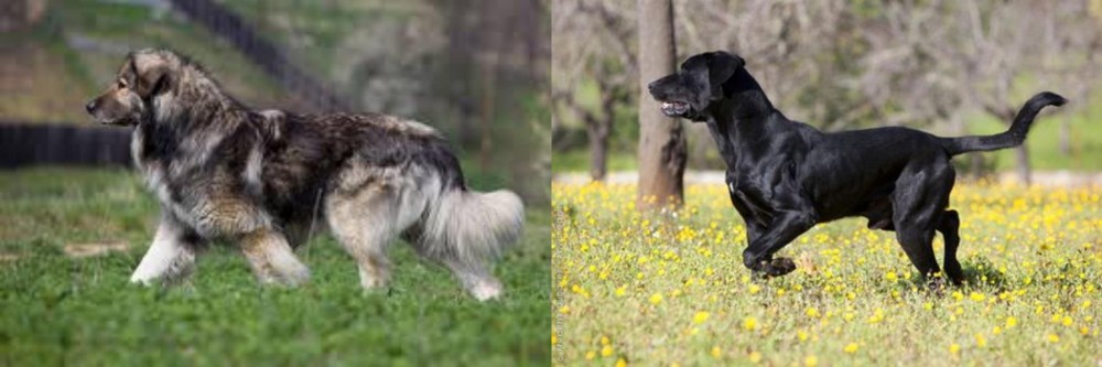 Perro de Pastor Mallorquin vs Carpatin - Breed Comparison