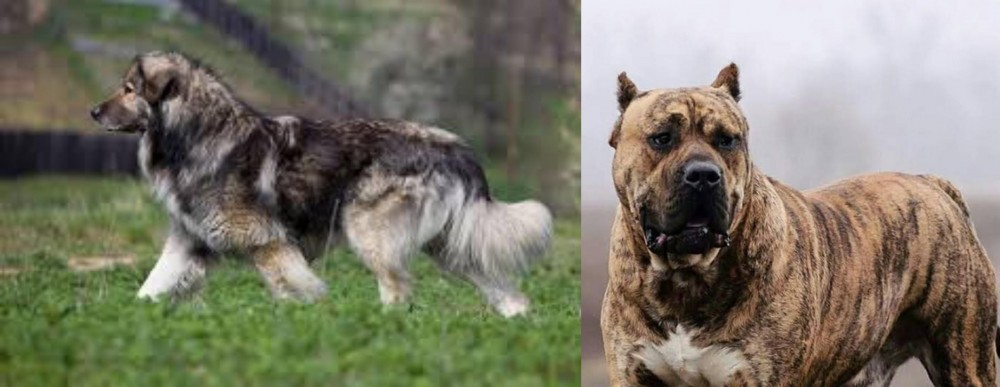 Perro de Presa Canario vs Carpatin - Breed Comparison