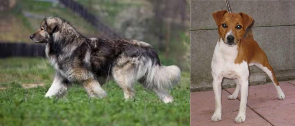Plummer Terrier vs Carpatin - Breed Comparison