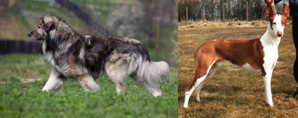 Podenco Canario vs Carpatin - Breed Comparison