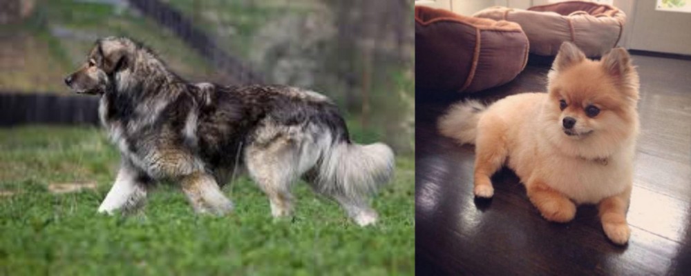 Pomeranian vs Carpatin - Breed Comparison