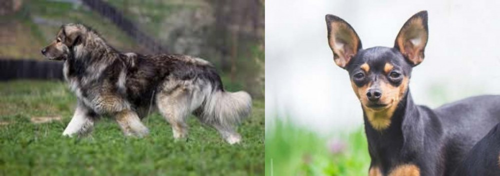 Prazsky Krysarik vs Carpatin - Breed Comparison