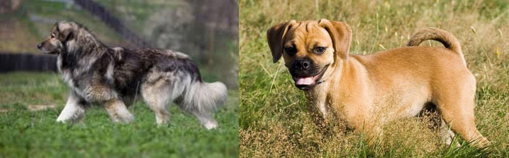 Puggle vs Carpatin - Breed Comparison