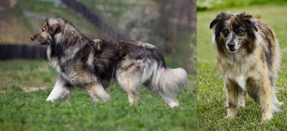 Pyrenean Shepherd vs Carpatin - Breed Comparison