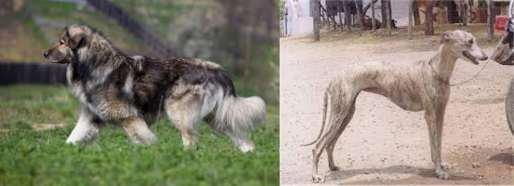 Rampur Greyhound vs Carpatin - Breed Comparison