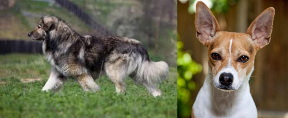 Rat Terrier vs Carpatin - Breed Comparison