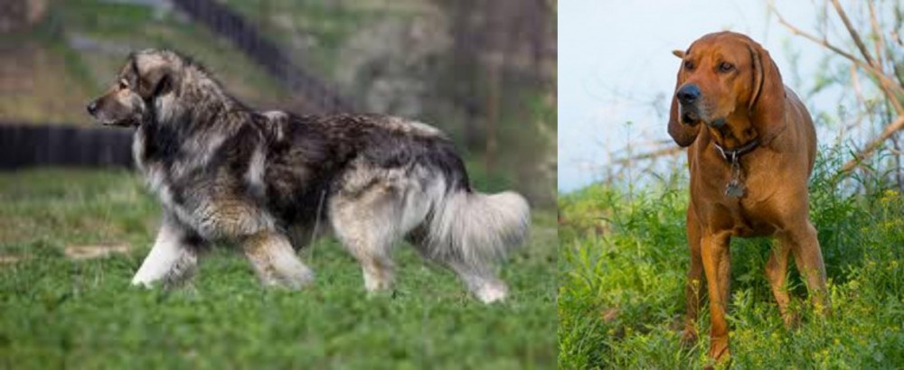 Redbone Coonhound vs Carpatin - Breed Comparison
