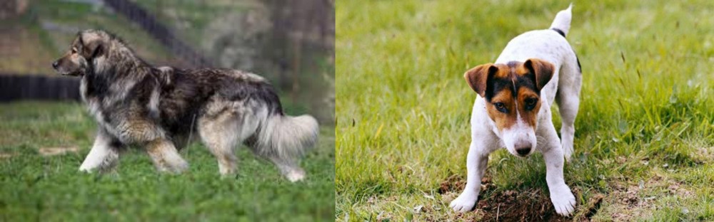 Russell Terrier vs Carpatin - Breed Comparison