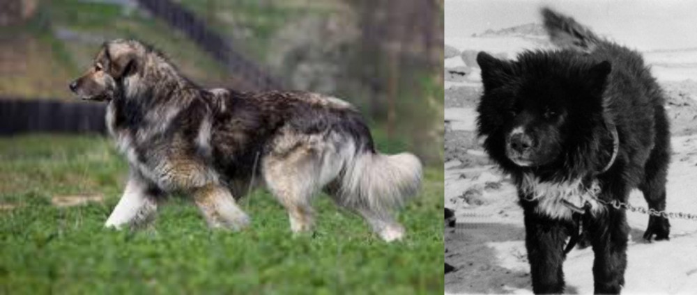 Sakhalin Husky vs Carpatin - Breed Comparison
