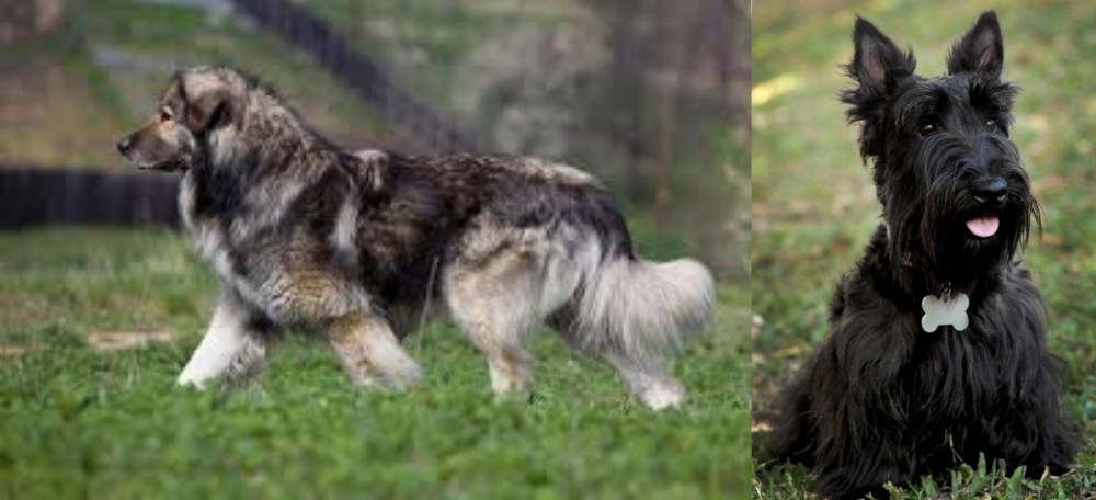 Scoland Terrier vs Carpatin - Breed Comparison