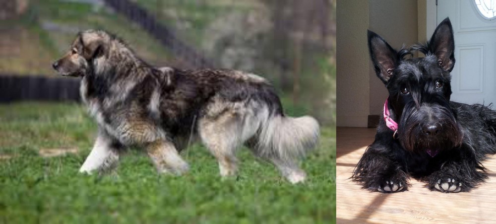 Scottish Terrier vs Carpatin - Breed Comparison