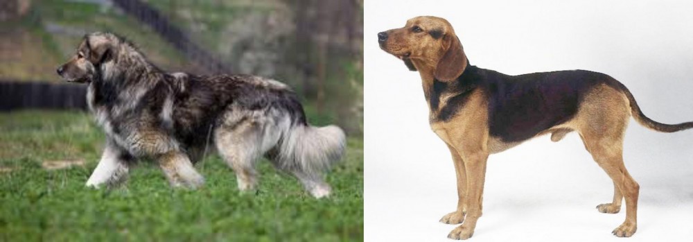 Serbian Hound vs Carpatin - Breed Comparison