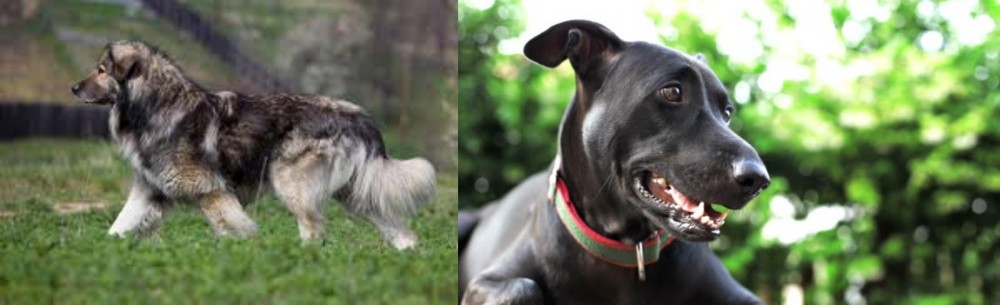 Shepard Labrador vs Carpatin - Breed Comparison