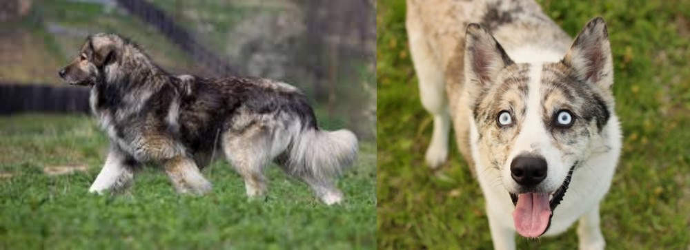 Shepherd Husky vs Carpatin - Breed Comparison