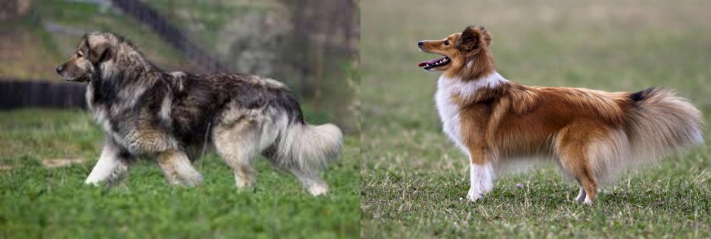 Shetland Sheepdog vs Carpatin - Breed Comparison