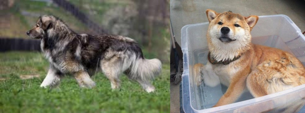 Shiba Inu vs Carpatin - Breed Comparison