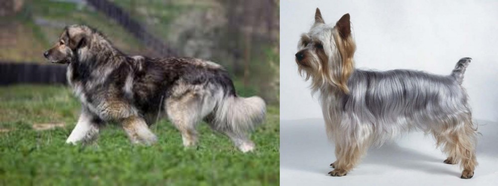 Silky Terrier vs Carpatin - Breed Comparison