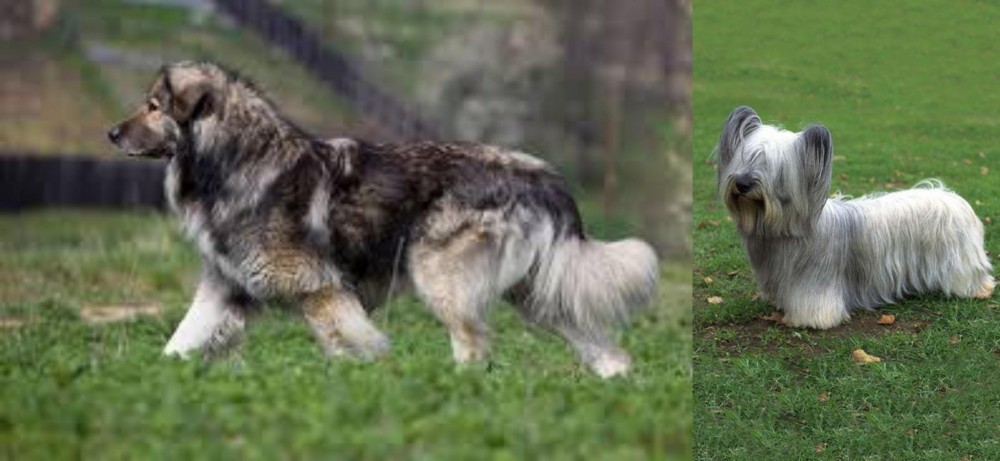 Skye Terrier vs Carpatin - Breed Comparison