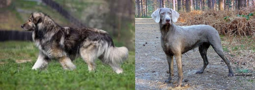 Slovensky Hrubosrsty Stavac vs Carpatin - Breed Comparison
