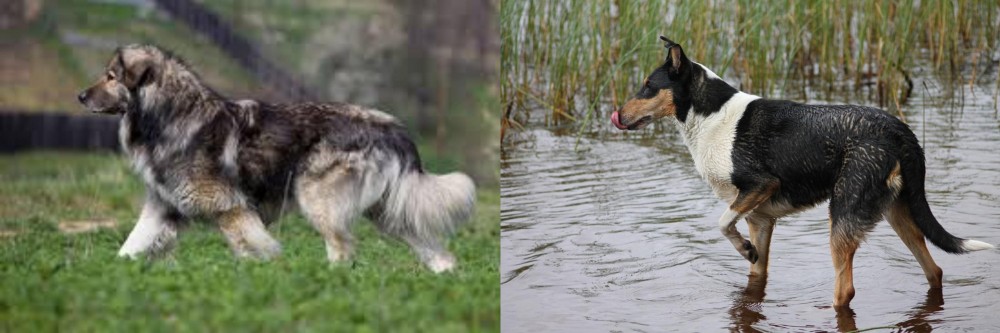 Smooth Collie vs Carpatin - Breed Comparison