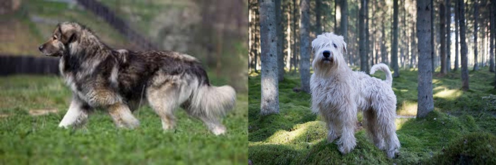 Soft-Coated Wheaten Terrier vs Carpatin - Breed Comparison