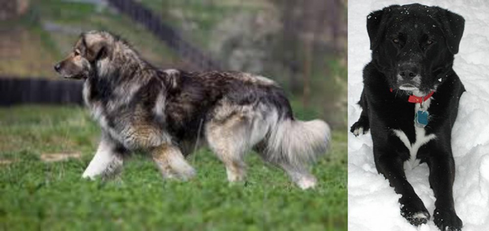 St. John's Water Dog vs Carpatin - Breed Comparison