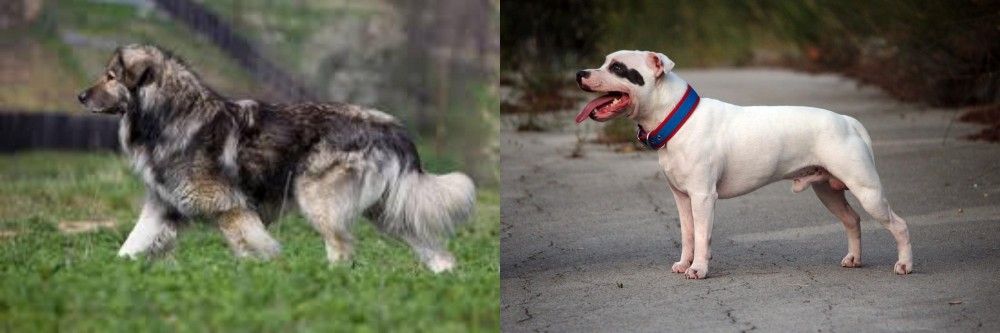 Staffordshire Bull Terrier vs Carpatin - Breed Comparison