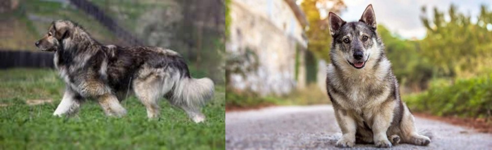Swedish Vallhund vs Carpatin - Breed Comparison