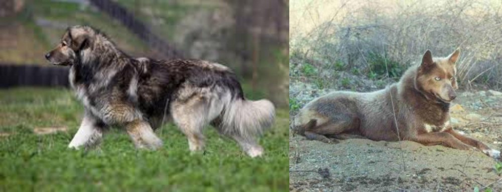 Tahltan Bear Dog vs Carpatin - Breed Comparison