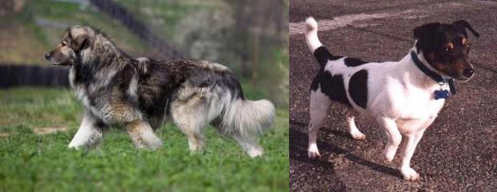 Teddy Roosevelt Terrier vs Carpatin - Breed Comparison