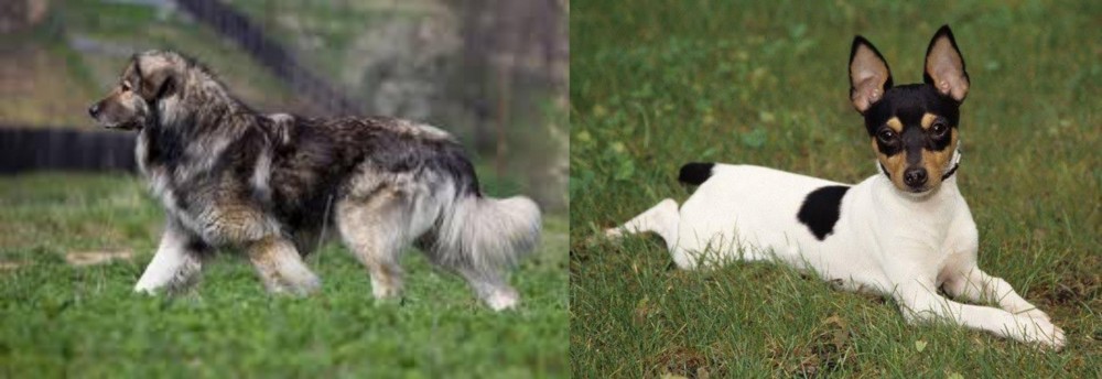 Toy Fox Terrier vs Carpatin - Breed Comparison