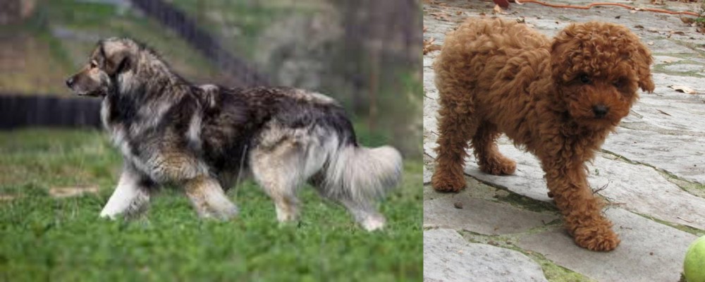 Toy Poodle vs Carpatin - Breed Comparison