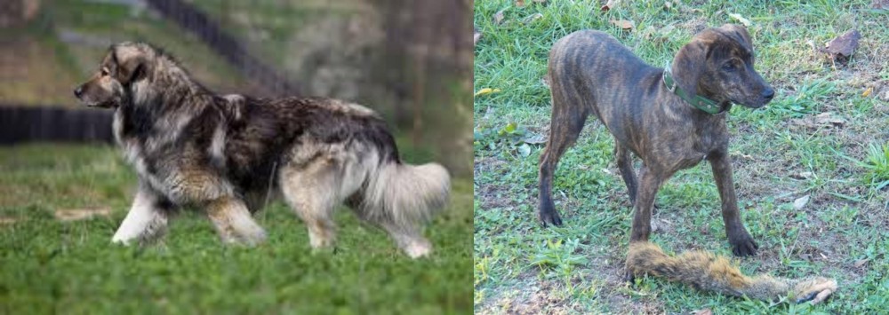 Treeing Cur vs Carpatin - Breed Comparison