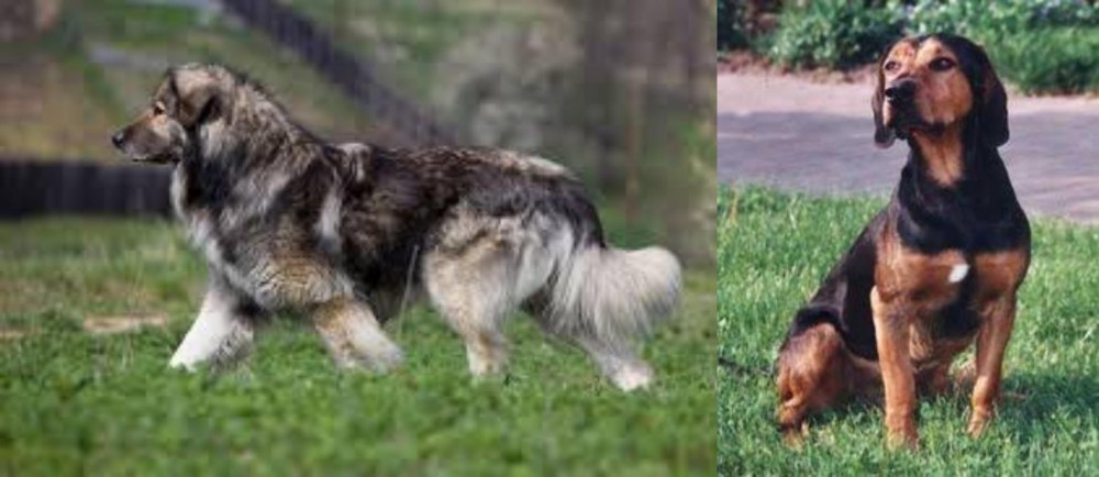 Tyrolean Hound vs Carpatin - Breed Comparison