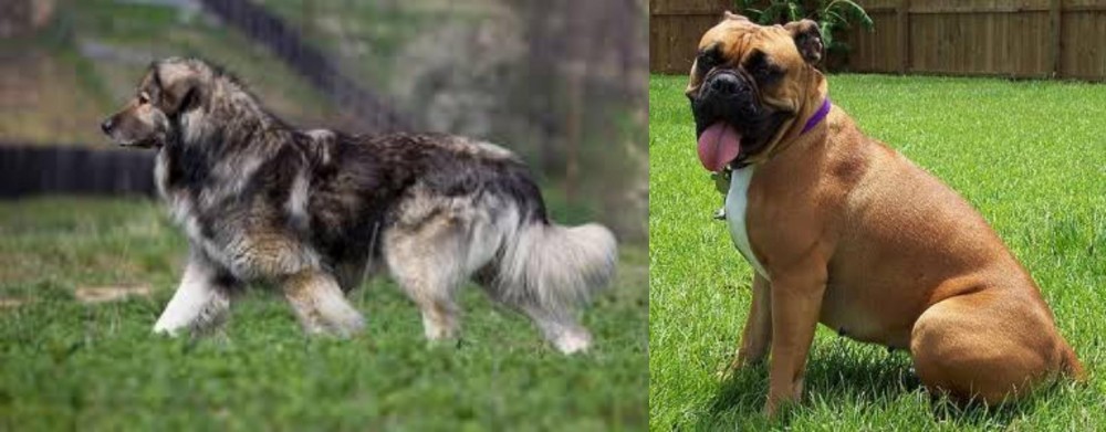 Valley Bulldog vs Carpatin - Breed Comparison