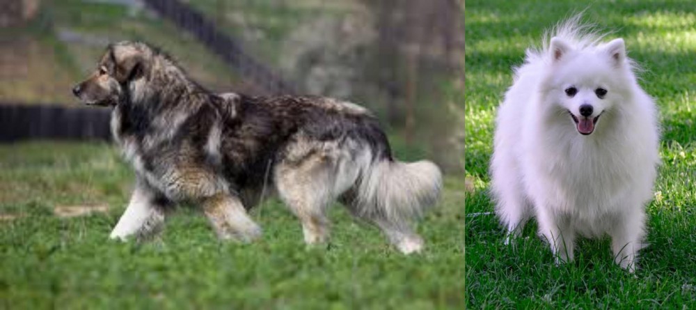 Volpino Italiano vs Carpatin - Breed Comparison