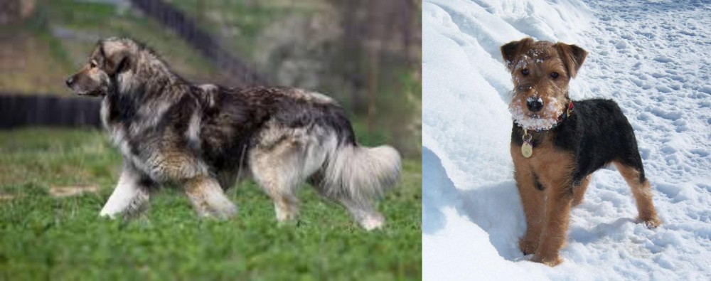 Welsh Terrier vs Carpatin - Breed Comparison