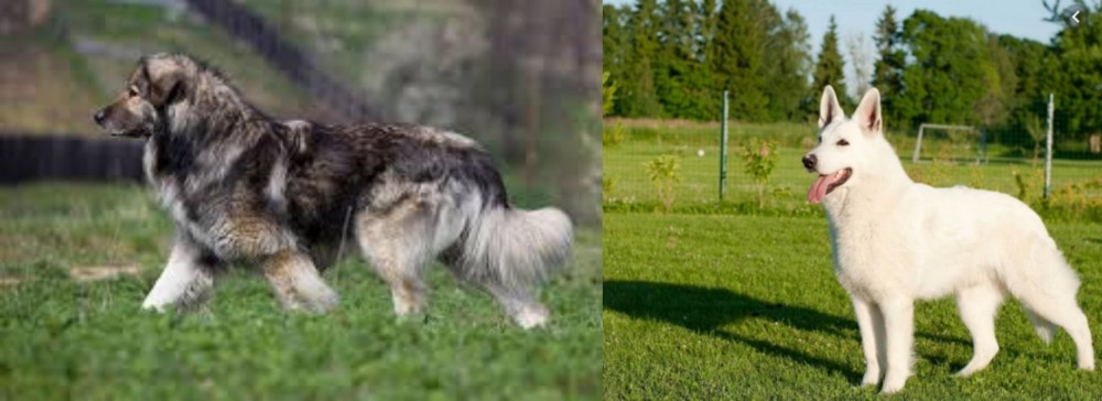 White Shepherd vs Carpatin - Breed Comparison