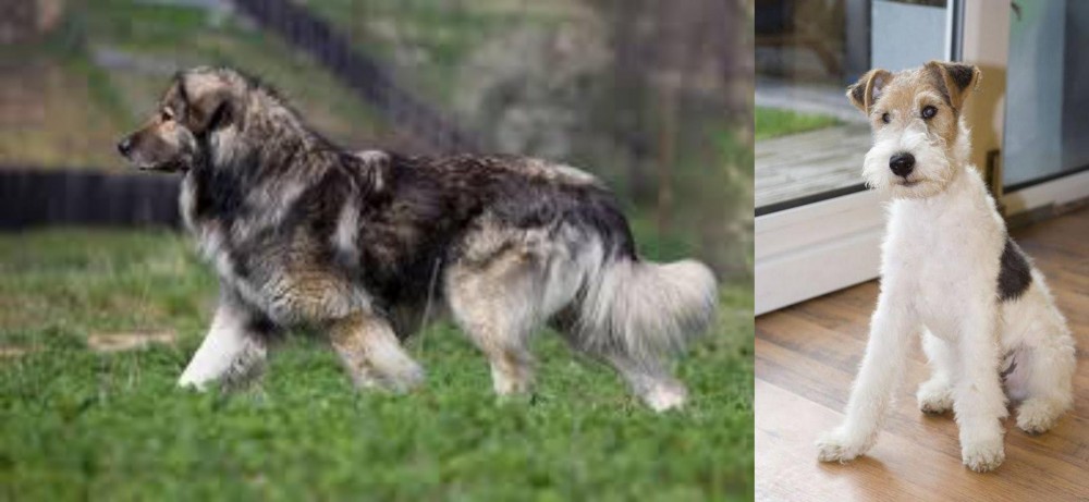 Wire Fox Terrier vs Carpatin - Breed Comparison