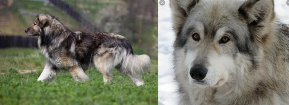 Wolfdog vs Carpatin - Breed Comparison