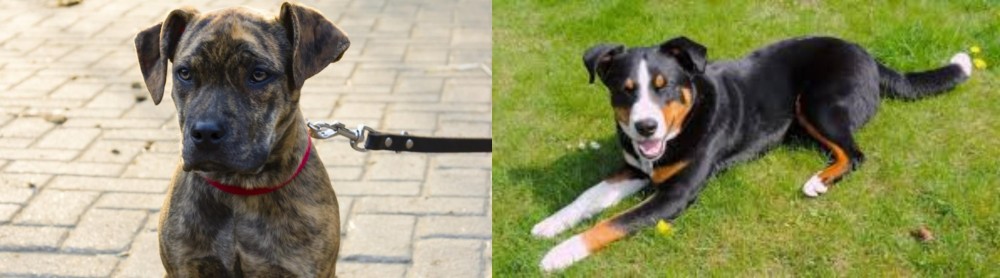 Appenzell Mountain Dog vs Catahoula Bulldog - Breed Comparison