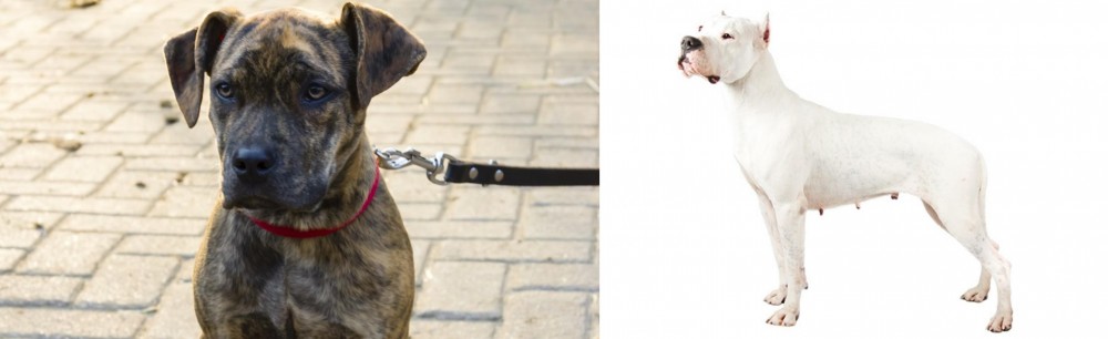 Argentine Dogo vs Catahoula Bulldog - Breed Comparison