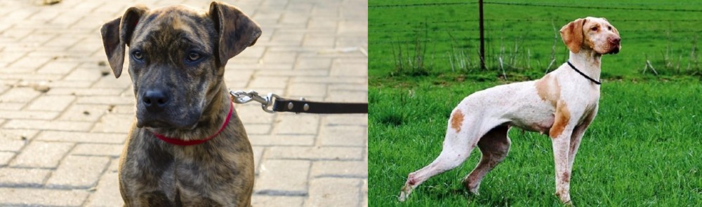Ariege Pointer vs Catahoula Bulldog - Breed Comparison