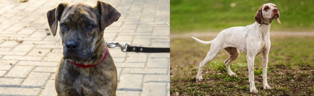 Braque du Bourbonnais vs Catahoula Bulldog - Breed Comparison