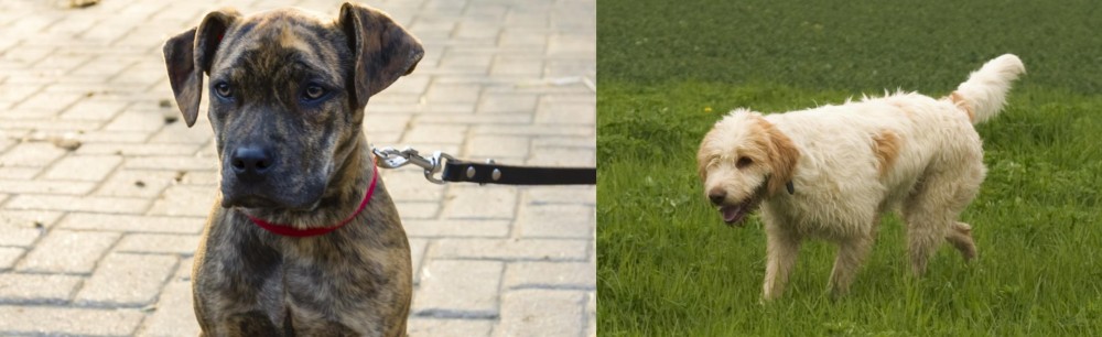 Briquet Griffon Vendeen vs Catahoula Bulldog - Breed Comparison