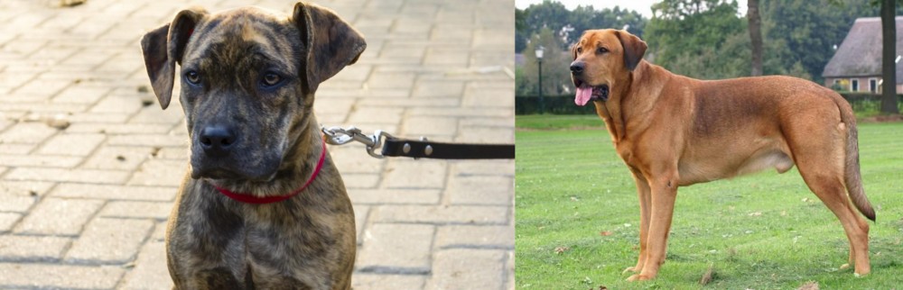 Broholmer vs Catahoula Bulldog - Breed Comparison