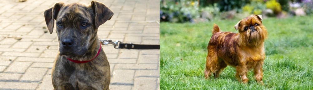 Brussels Griffon vs Catahoula Bulldog - Breed Comparison
