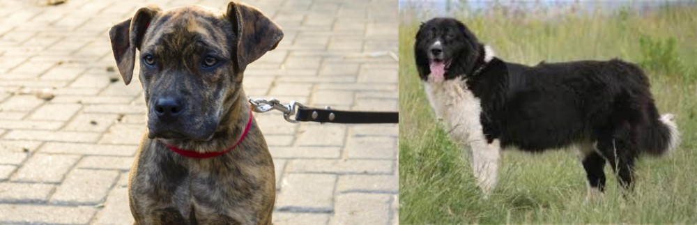 Bulgarian Shepherd vs Catahoula Bulldog - Breed Comparison